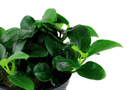 Preview: Anubias Petite von Tropica